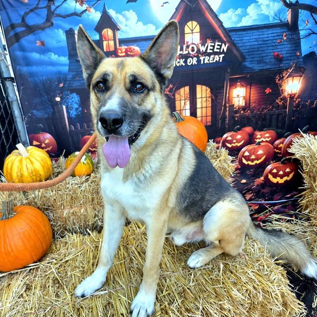WETHERBY, Adoptable, Adult Male German Shepherd Dog.