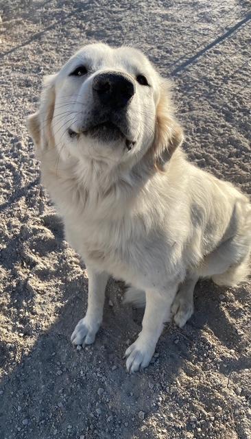 Enlarge Noel, a Adoptable Great Pyrenees in windsor, WI image 1/1