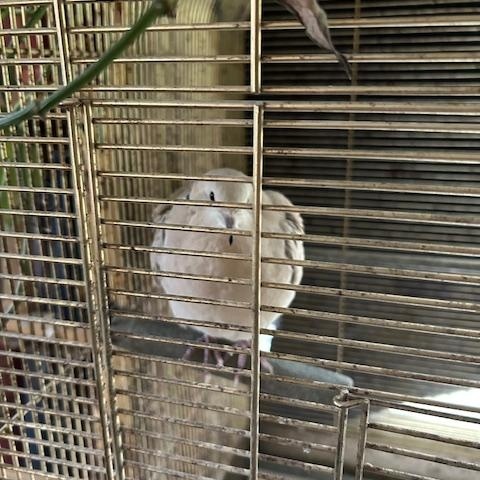 Ralph (Wasilla), a Adopted Dove in Anchorage, AK image 1/2