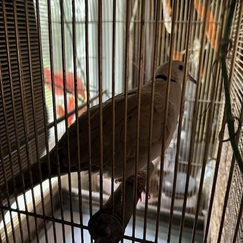 Ralph (Wasilla), a Adopted Dove in Anchorage, AK image 2/2