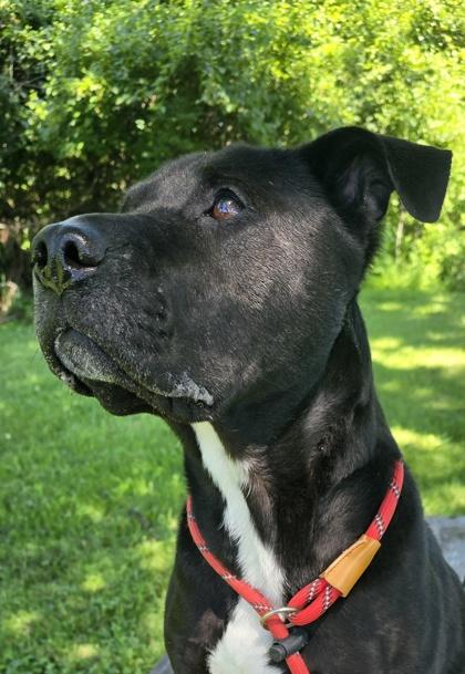 Enlarge Shorty, a Adoptable mixed breed in Independence, MO image 1/3