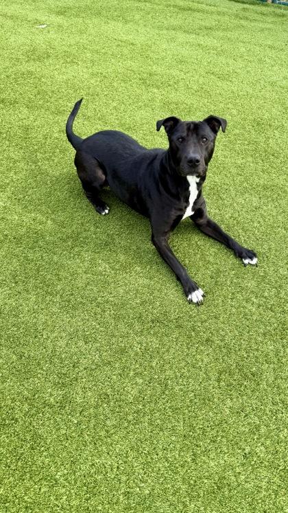 Enlarge Shorty, a Adoptable mixed breed in Independence, MO image 2/3