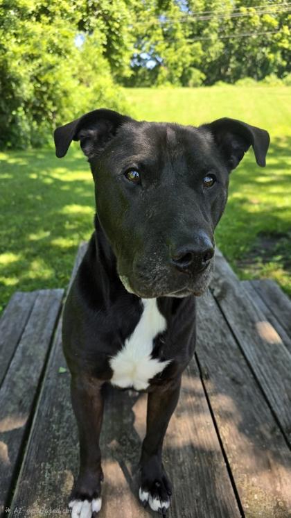 Enlarge Shorty, a Adoptable mixed breed in Independence, MO image 3/3