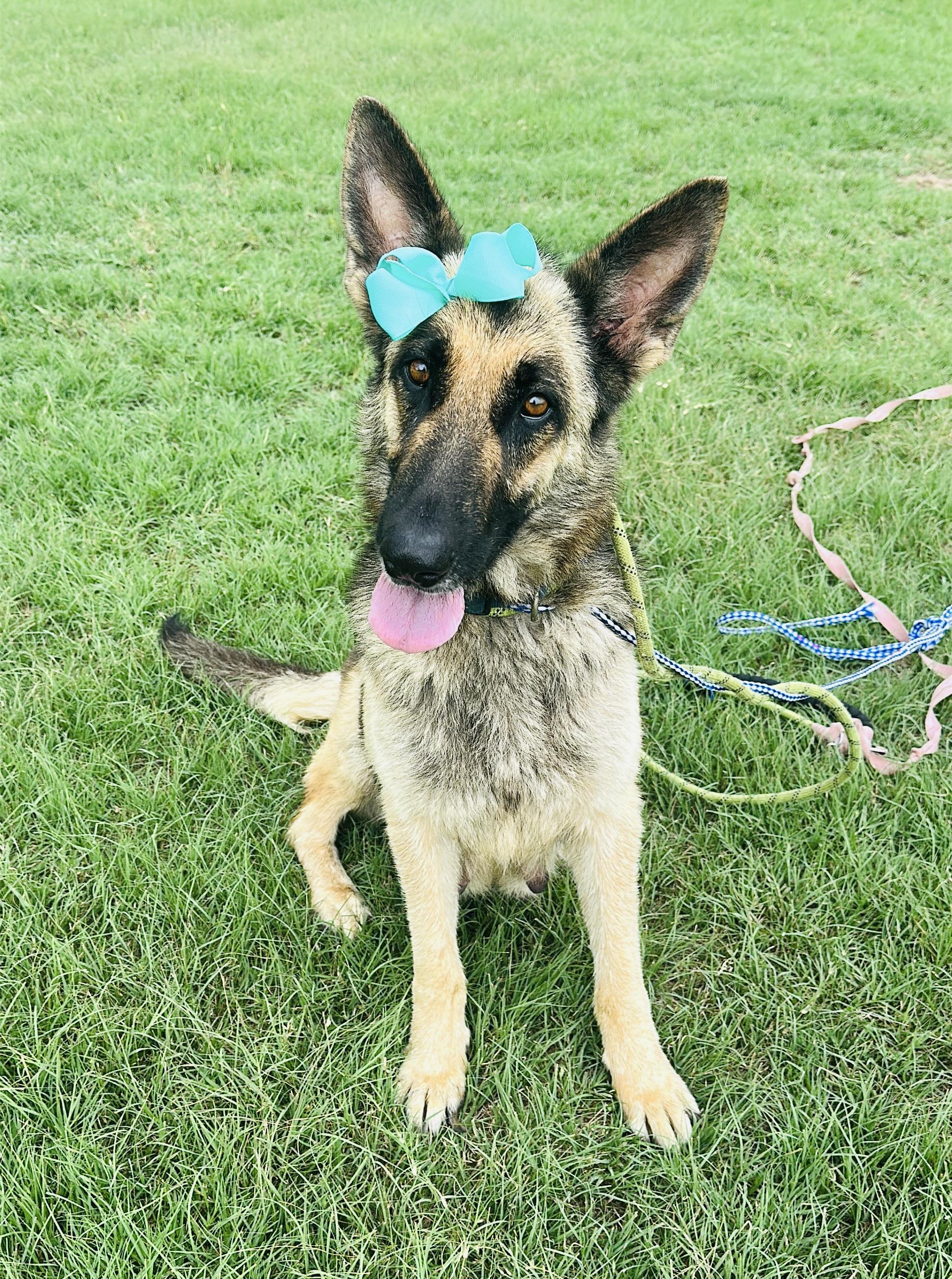 Enlarge Mabel, a Adopted German Shepherd Dog in Gonzales, TX image 1/5