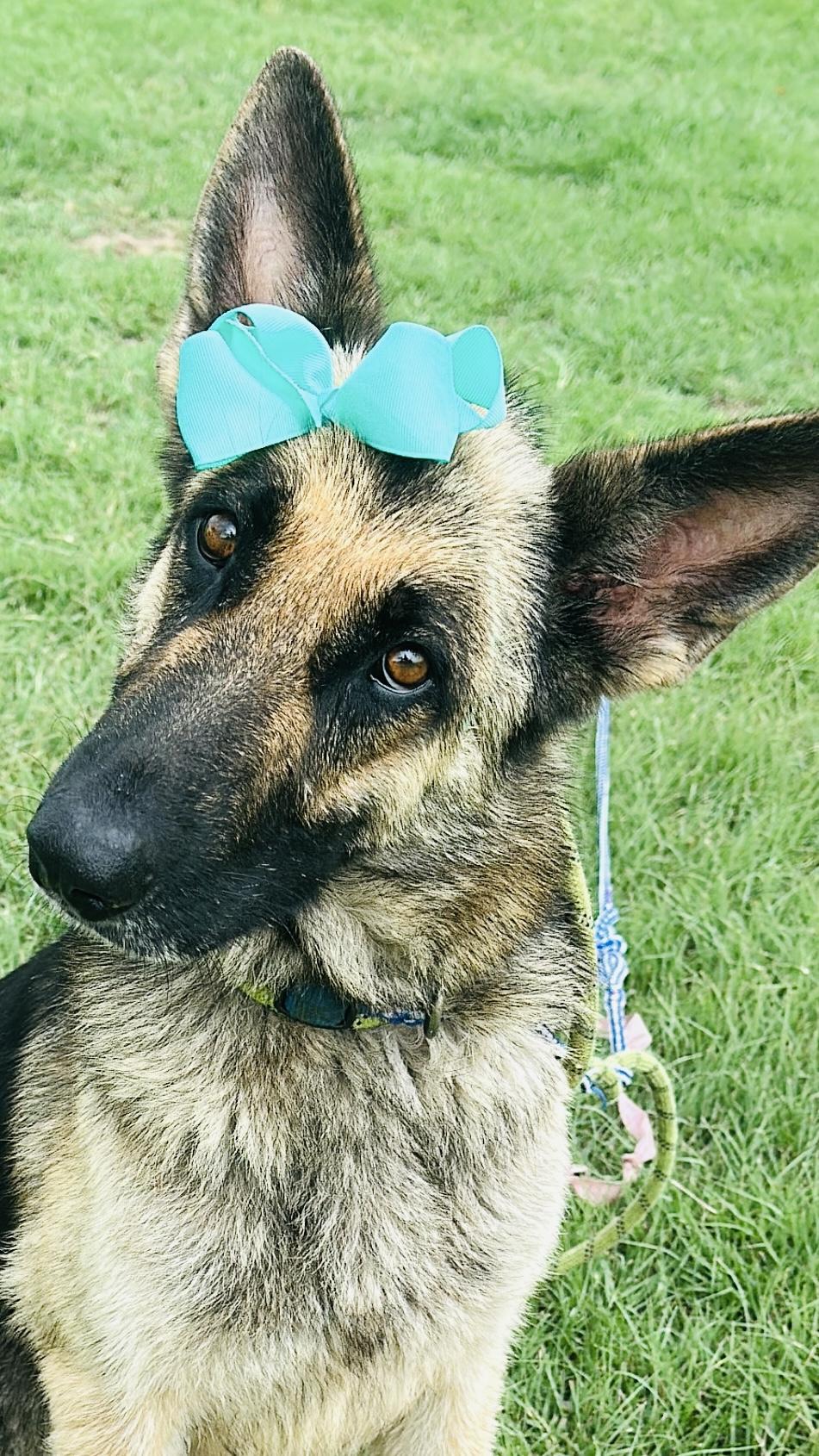 Enlarge Mabel, a Adopted German Shepherd Dog in Gonzales, TX image 2/5