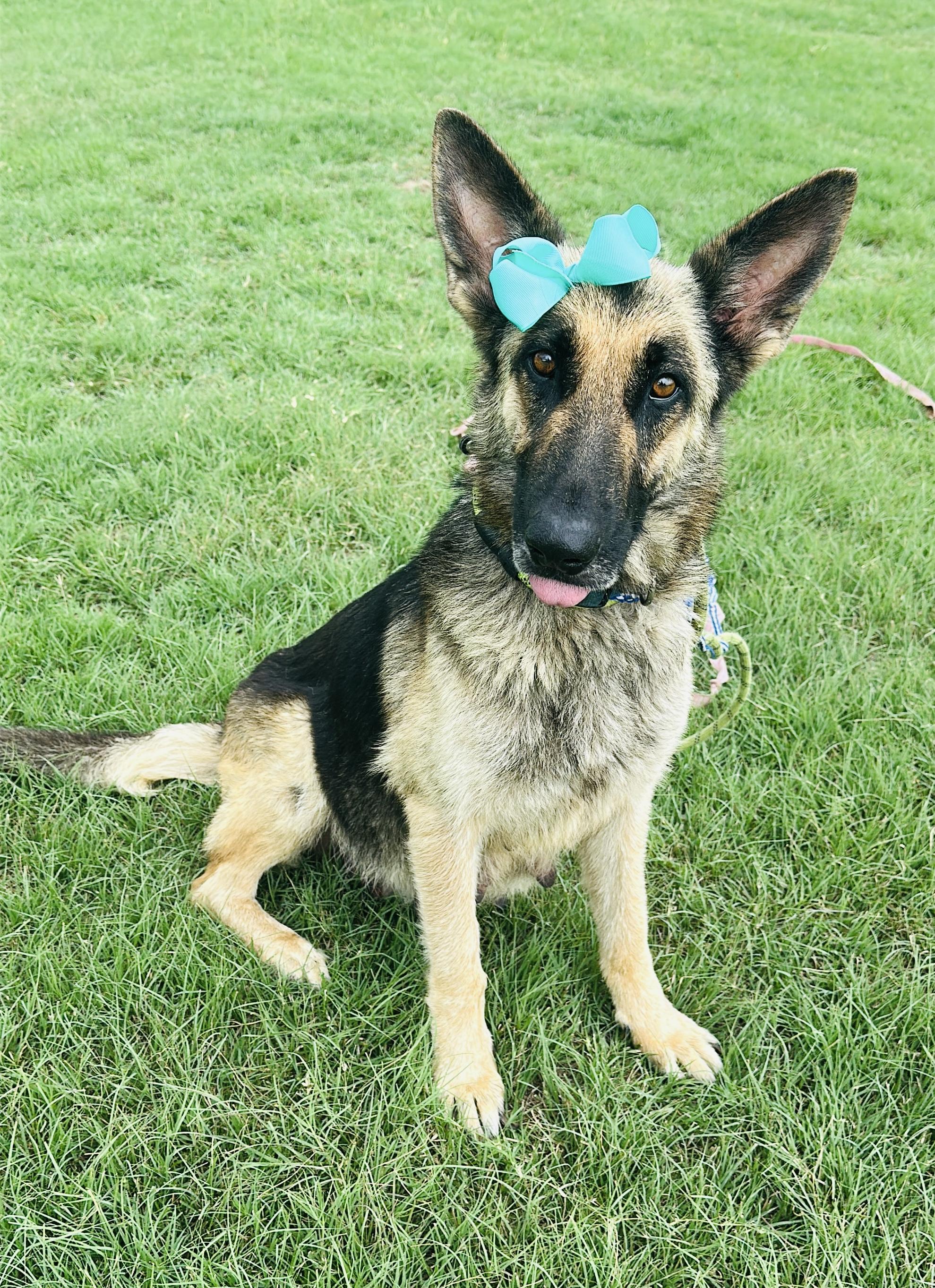 Enlarge Mabel, a Adopted German Shepherd Dog in Gonzales, TX image 3/5