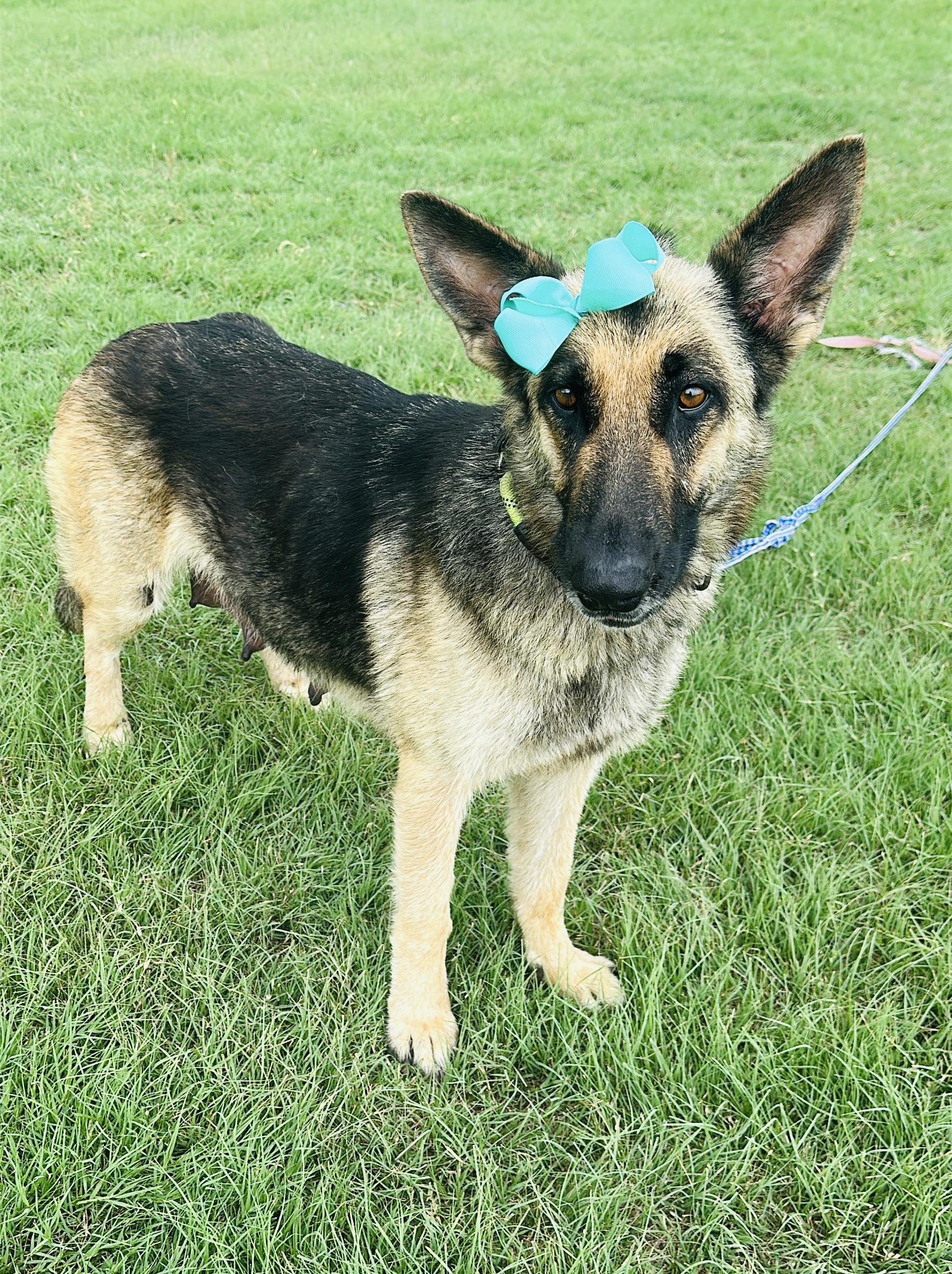 Mabel, Adopted, Adult Female German Shepherd Dog.