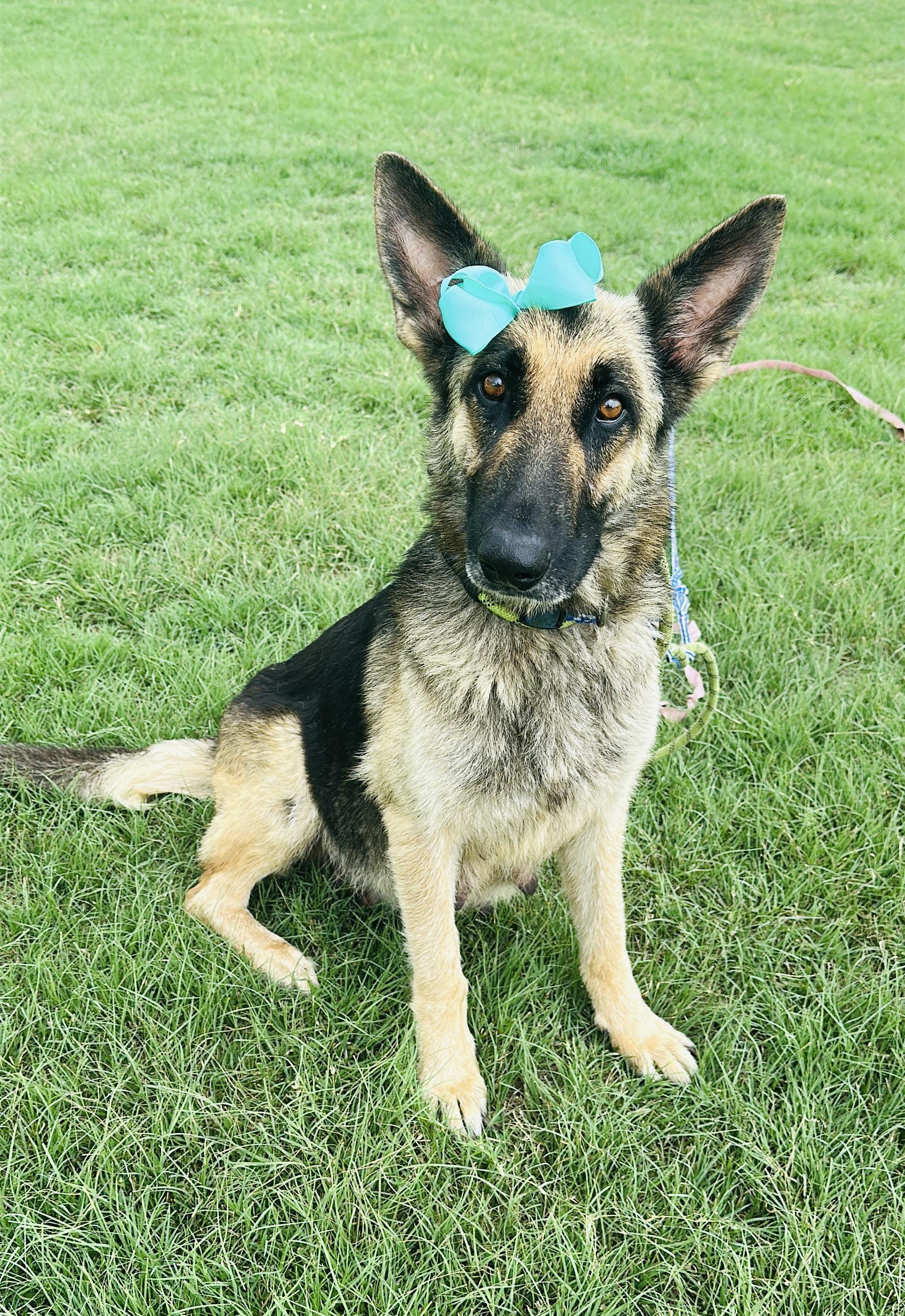Enlarge Mabel, a Adopted German Shepherd Dog in Gonzales, TX image 5/5