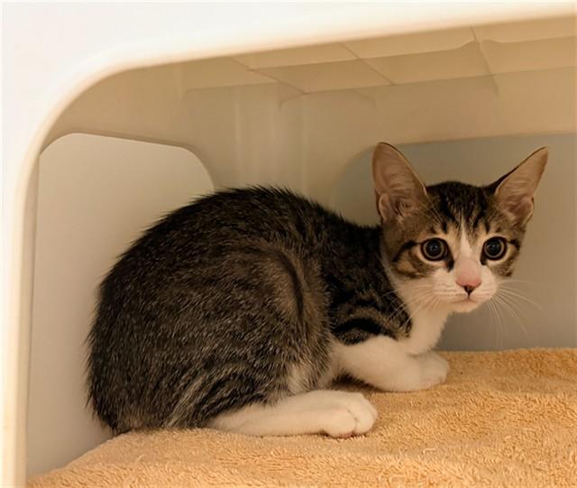 LUKE, Adoptable, Young Male Domestic Short Hair.
