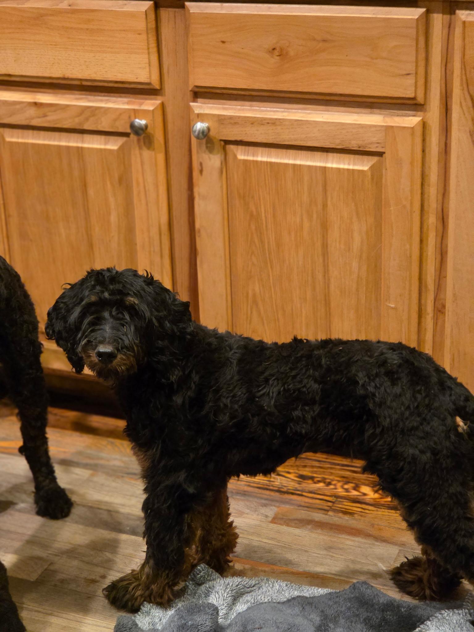 Juno, a Adoptable Aussiedoodle in Port Angeles, WA image 4/4