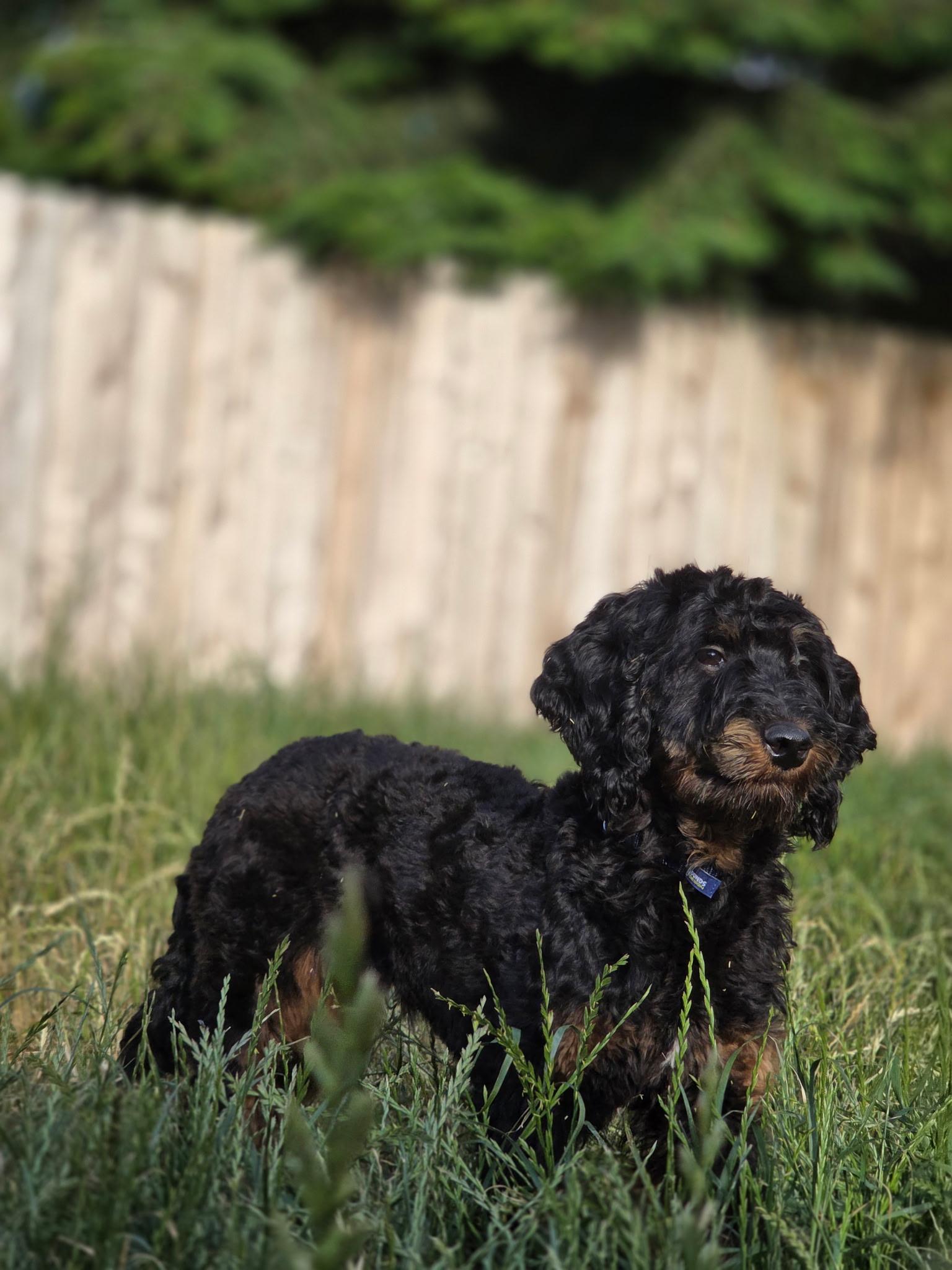 Juno, a Adoptable Aussiedoodle in Port Angeles, WA image 3/4