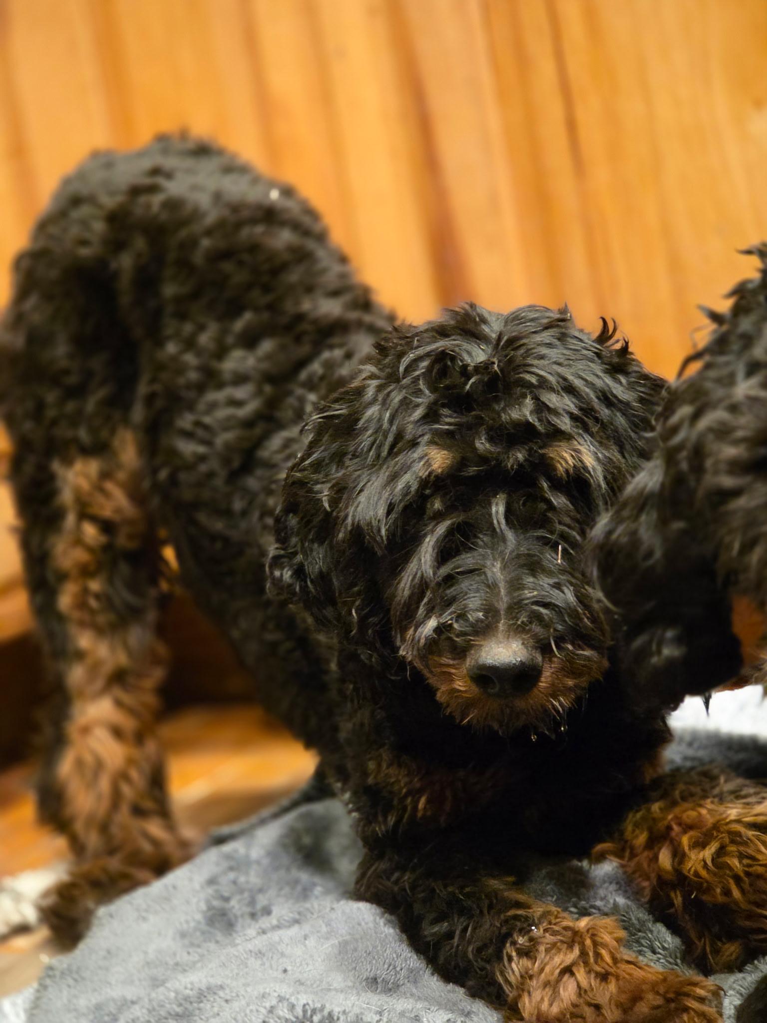 Juno, a Adoptable Aussiedoodle in Port Angeles, WA image 2/4