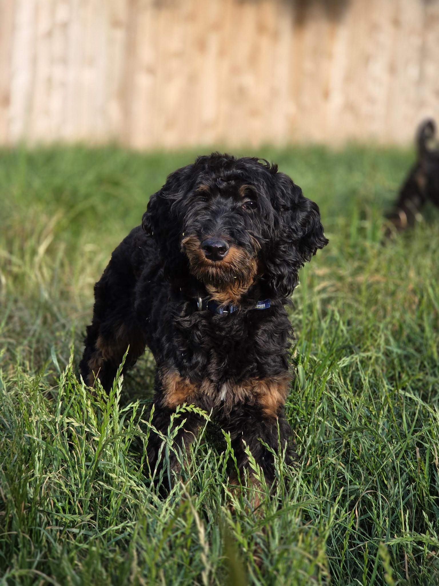Juno, a Adoptable Aussiedoodle in Port Angeles, WA image 1/4