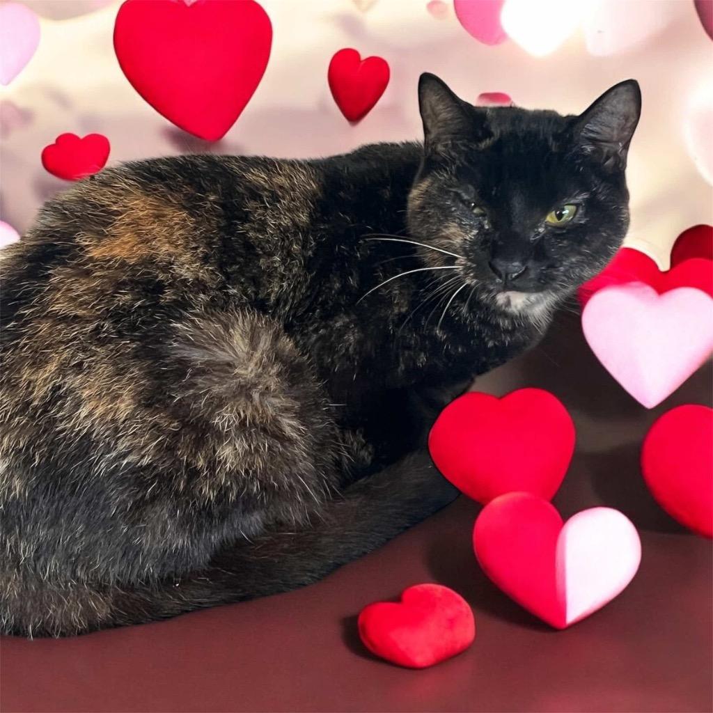 Laverne, a Adoptable mixed breed in Richland Hills, TX image 1/2