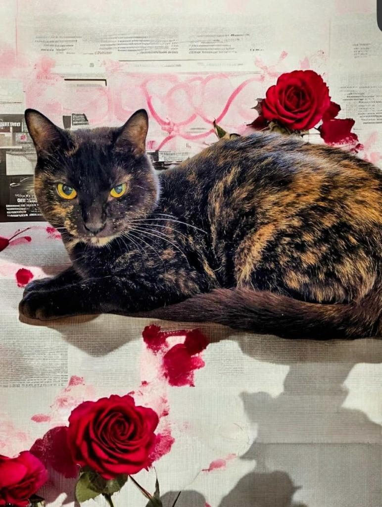 Laverne, a Adoptable mixed breed in Richland Hills, TX image 2/2