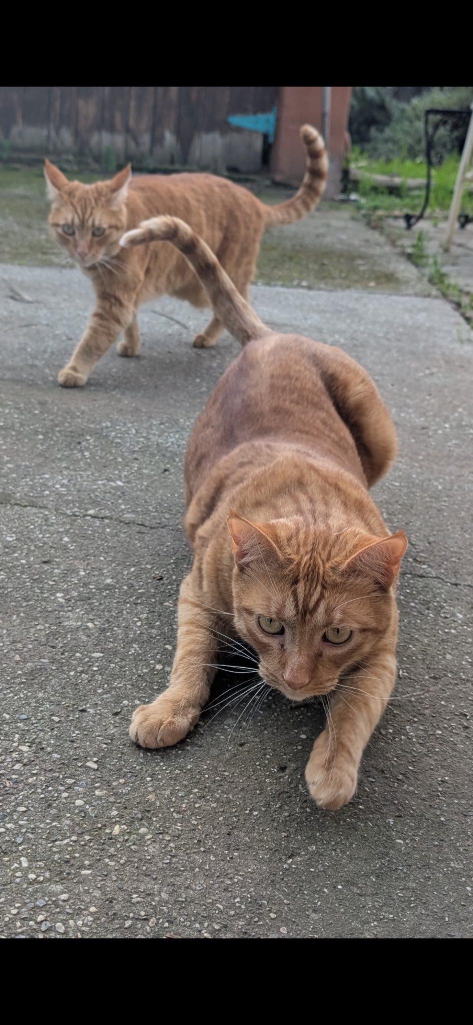 Cooper & Tucker, ADOPTABLE, Adult Male Domestic Short Hair.