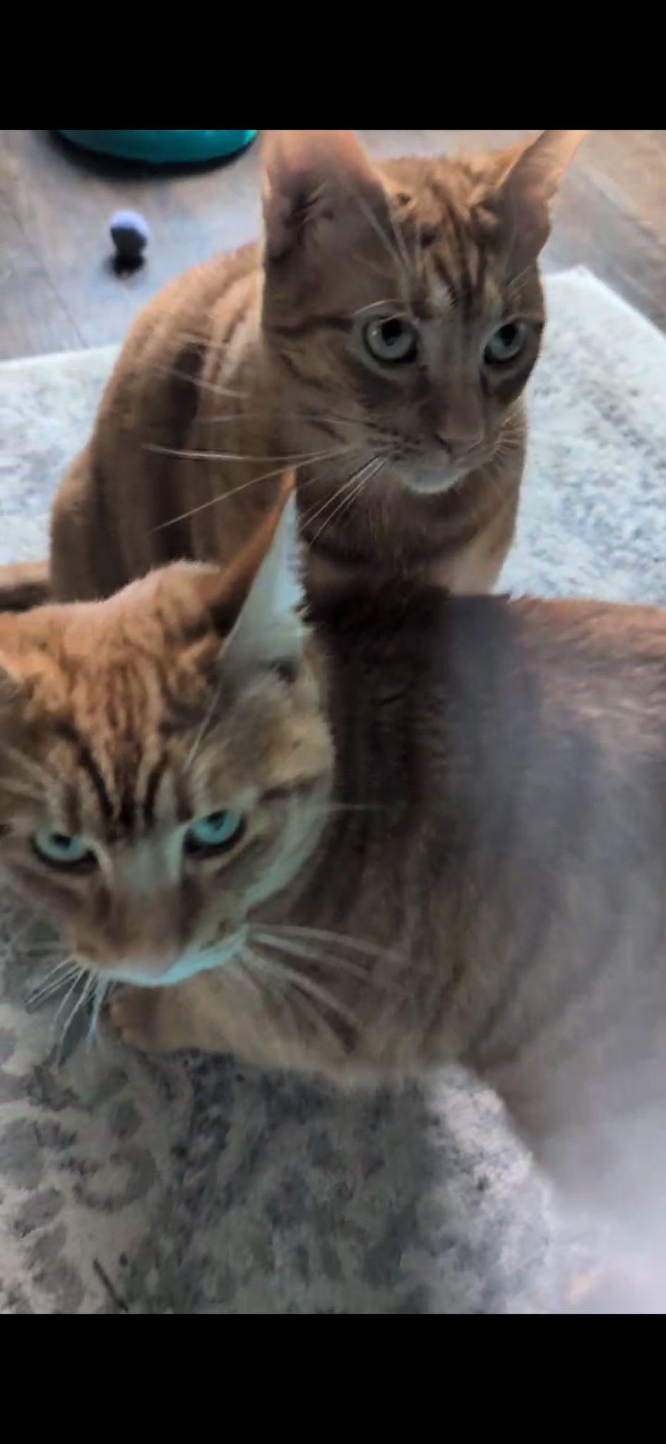 Enlarge Cooper & Tucker, a ADOPTABLE Domestic Short Hair in Chico, CA image 3/4