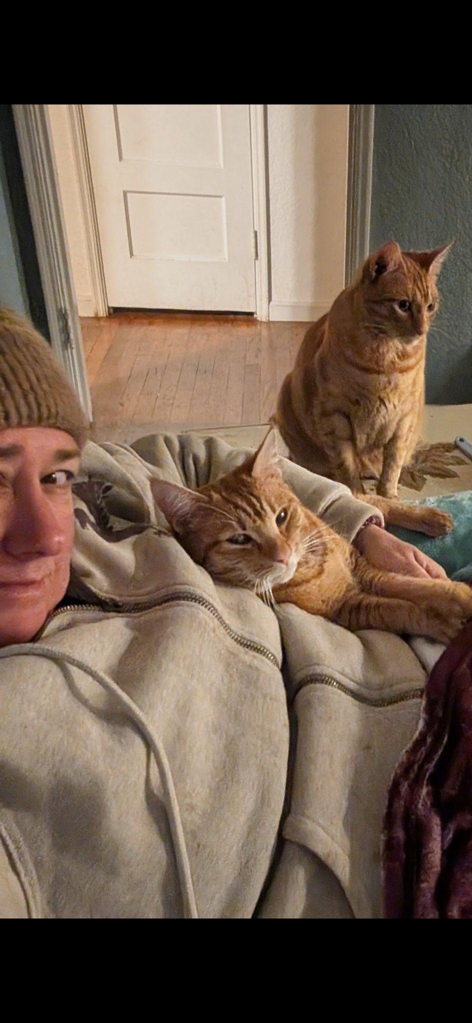 Enlarge Cooper & Tucker, a ADOPTABLE Domestic Short Hair in Chico, CA image 4/4