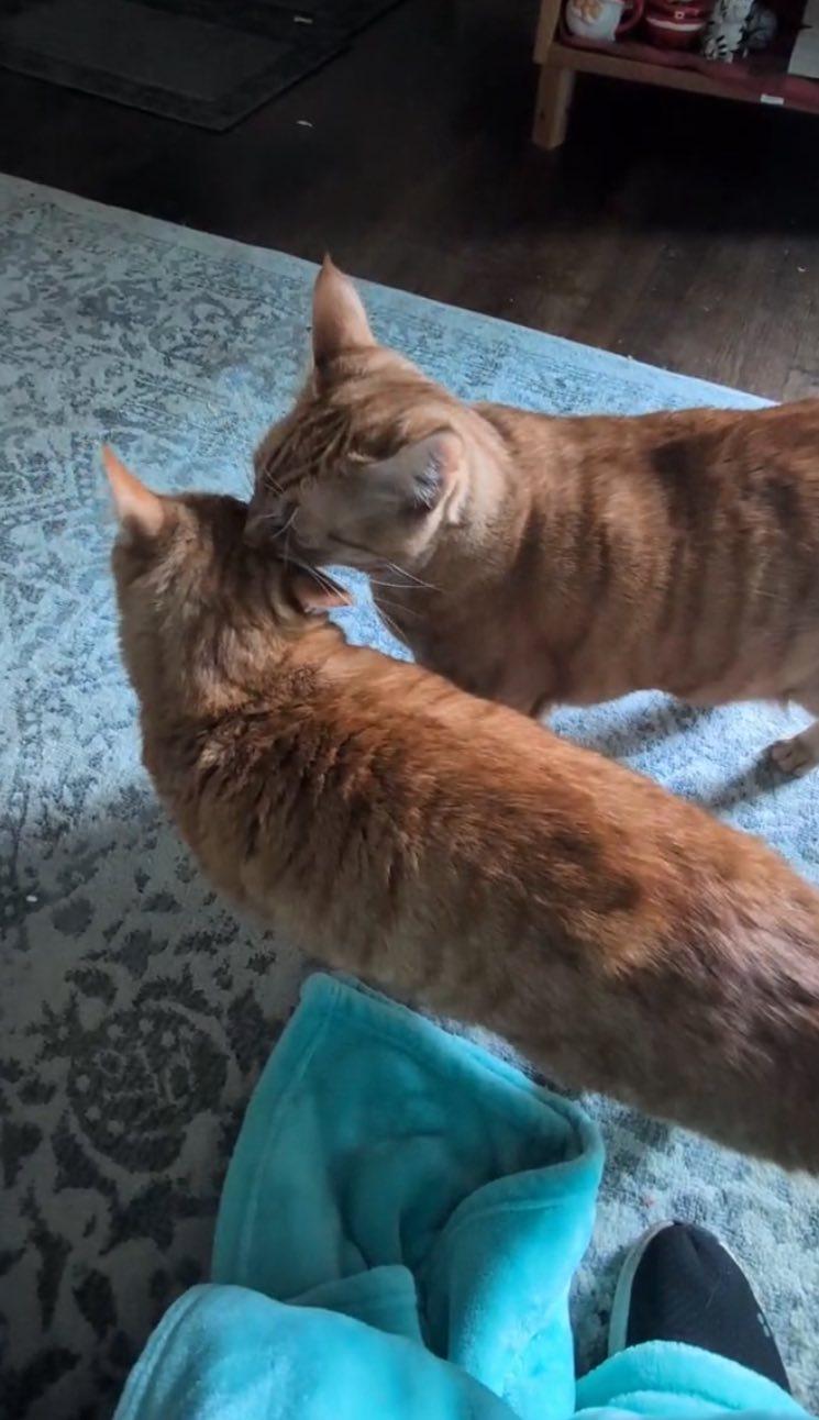 Enlarge Cooper & Tucker, a ADOPTABLE Domestic Short Hair in Chico, CA image 2/4