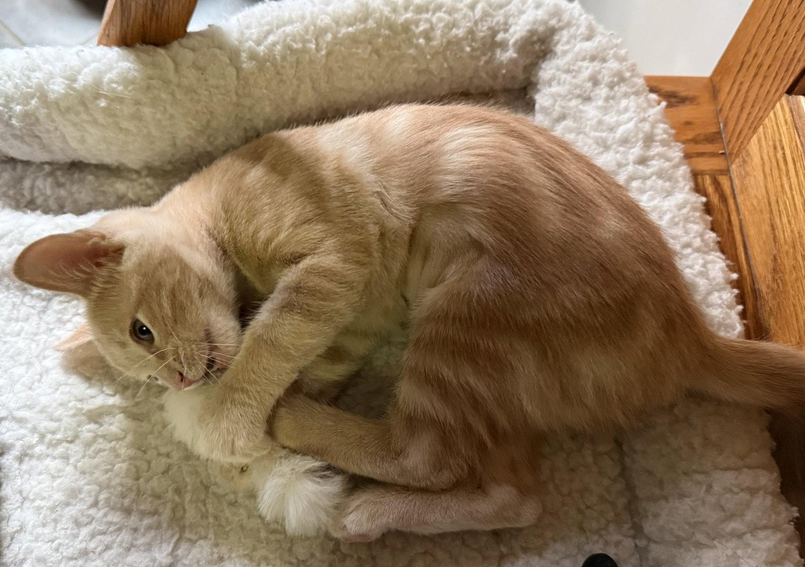 Enlarge Ginger Tea ( JJ), a Adoptable mixed breed in Vacaville, CA image 1/3