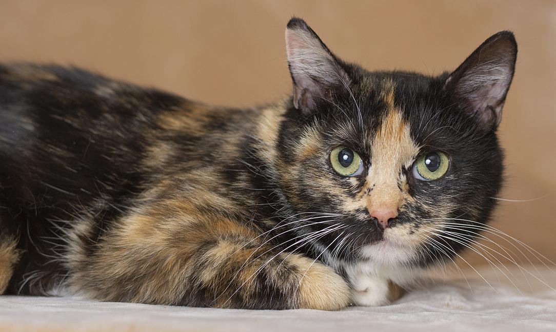 Enlarge Celine, a ADOPTABLE Domestic Short Hair in Chicago, IL image 2/2