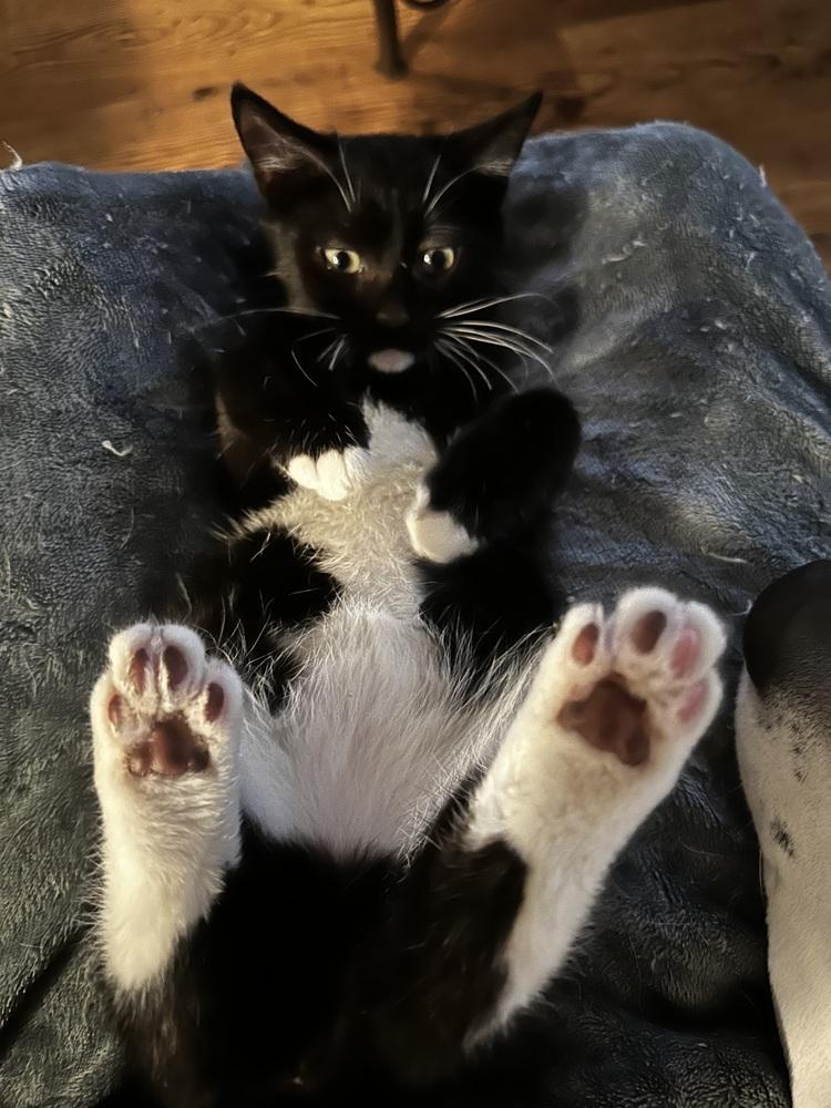 Enlarge Pickle, a Adoptable Domestic Short Hair in Kinston, NC image 2/3