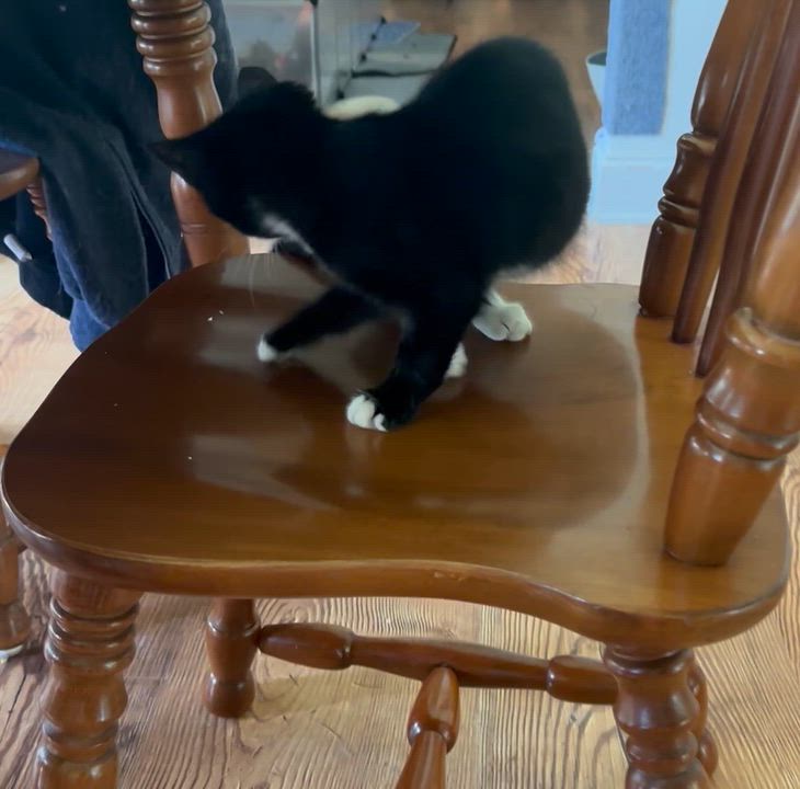 Enlarge Pickle, a Adoptable Domestic Short Hair in Kinston, NC video 3/3