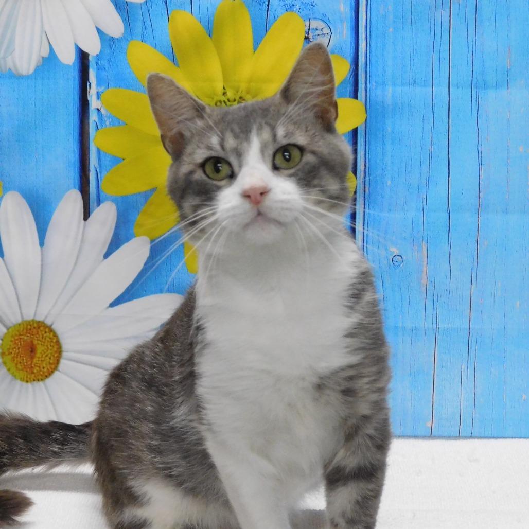 Enlarge Gavin, a Adoptable Domestic Short Hair in Canton, IL image 1/6