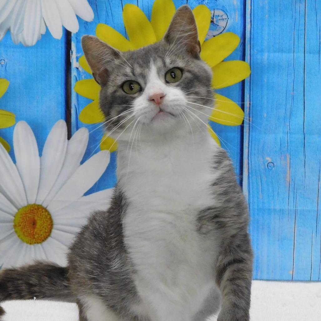 Enlarge Gavin, a Adoptable Domestic Short Hair in Canton, IL image 2/6