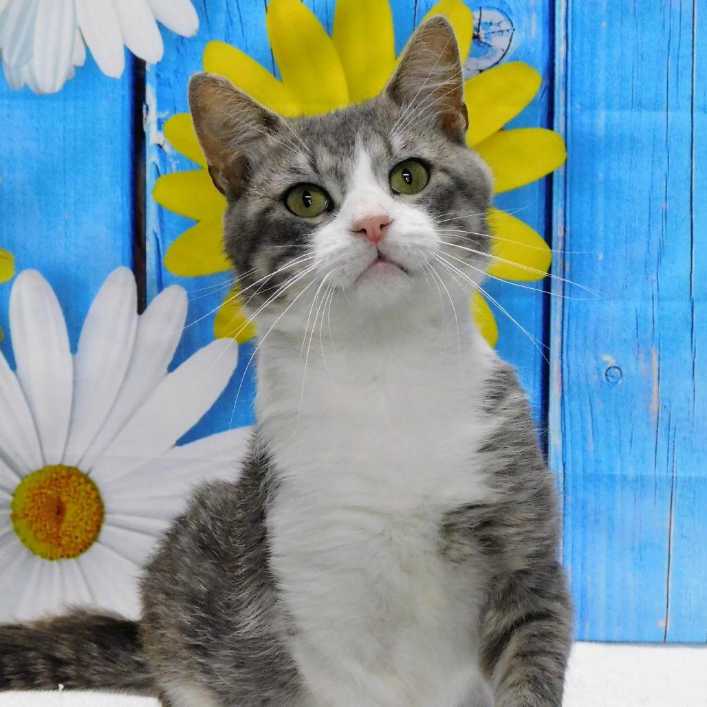 Enlarge Gavin, a Adoptable Domestic Short Hair in Canton, IL image 3/6