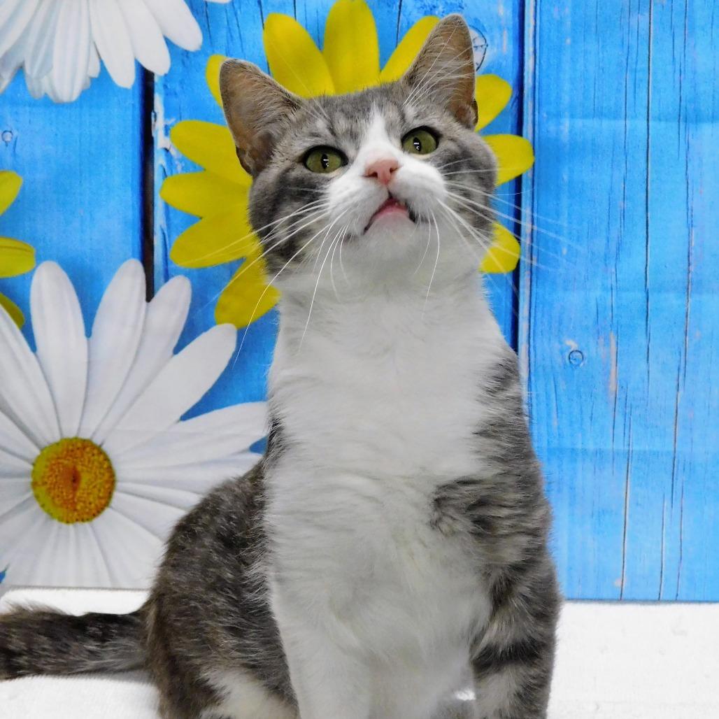 Enlarge Gavin, a Adoptable Domestic Short Hair in Canton, IL image 4/6