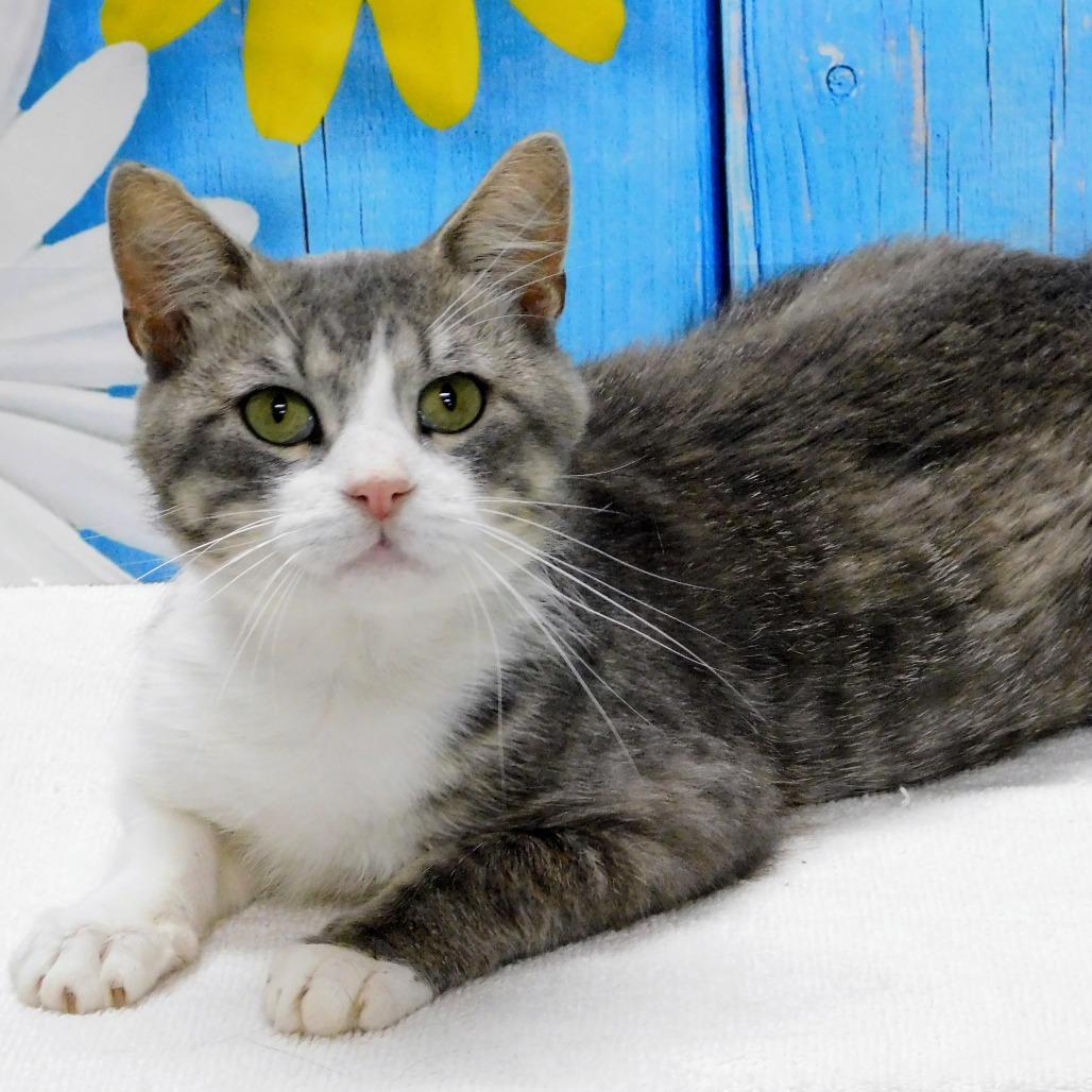 Enlarge Gavin, a Adoptable Domestic Short Hair in Canton, IL image 5/6