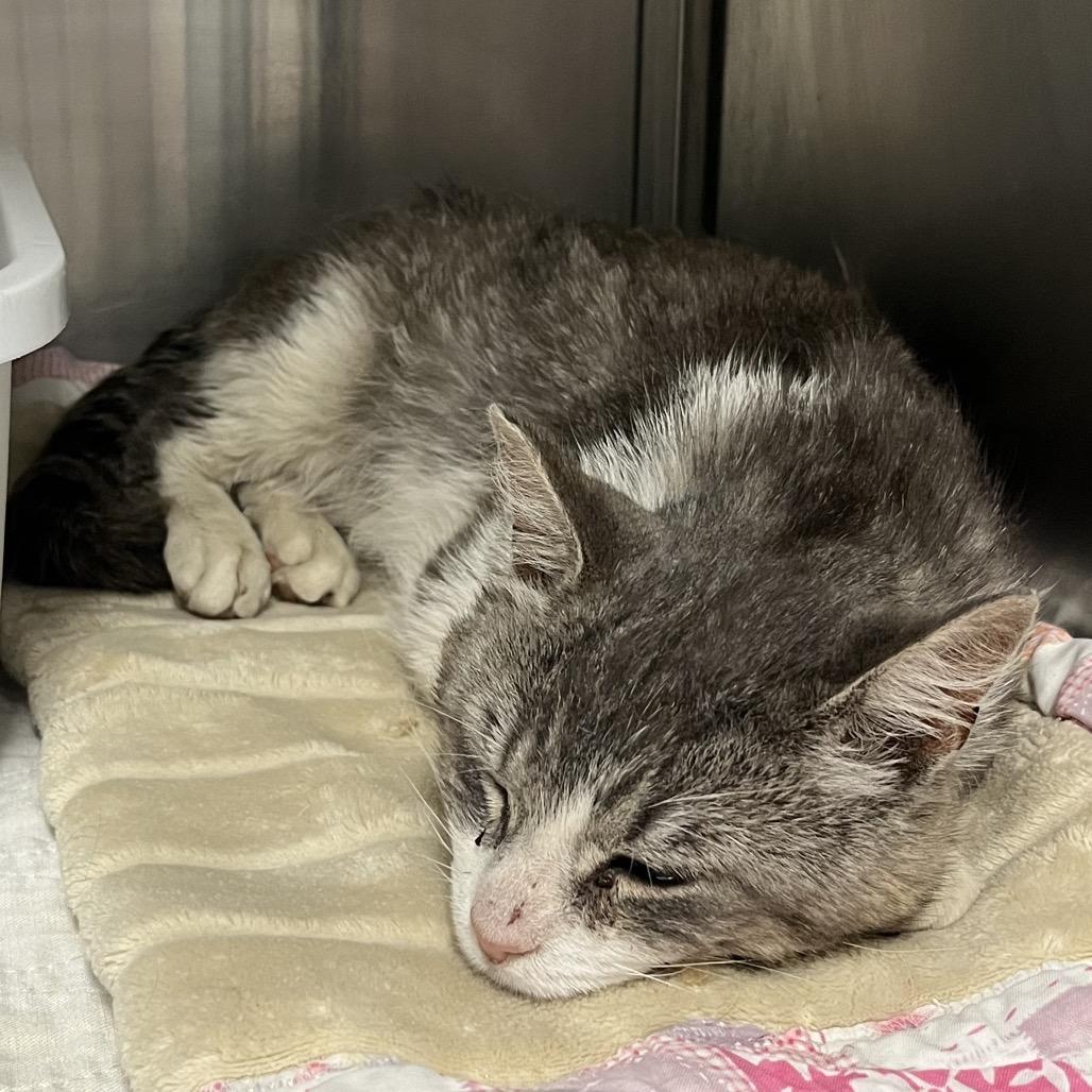 Enlarge Gavin, a Adoptable Domestic Short Hair in Canton, IL image 6/6