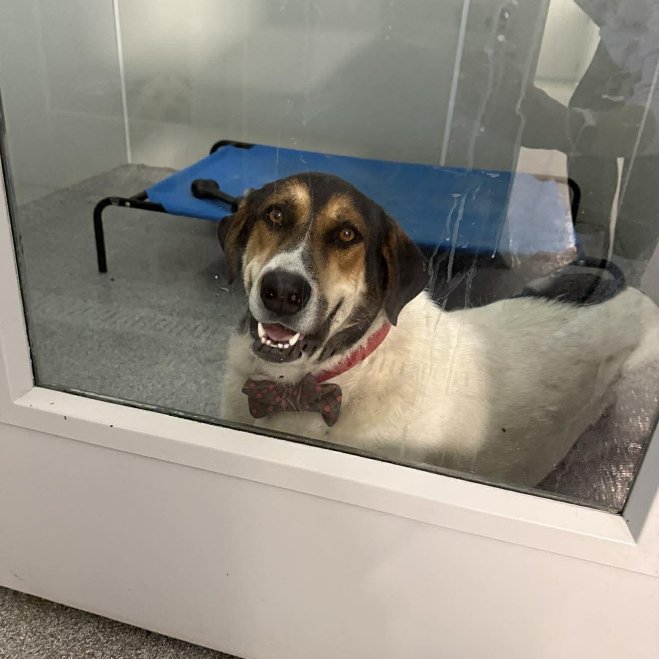 Harper , a ADOPTABLE mixed breed in Plainfield, IL image 5/6