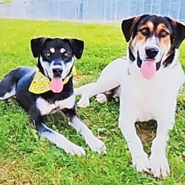 Harper , a ADOPTABLE mixed breed in Plainfield, IL image 4/6