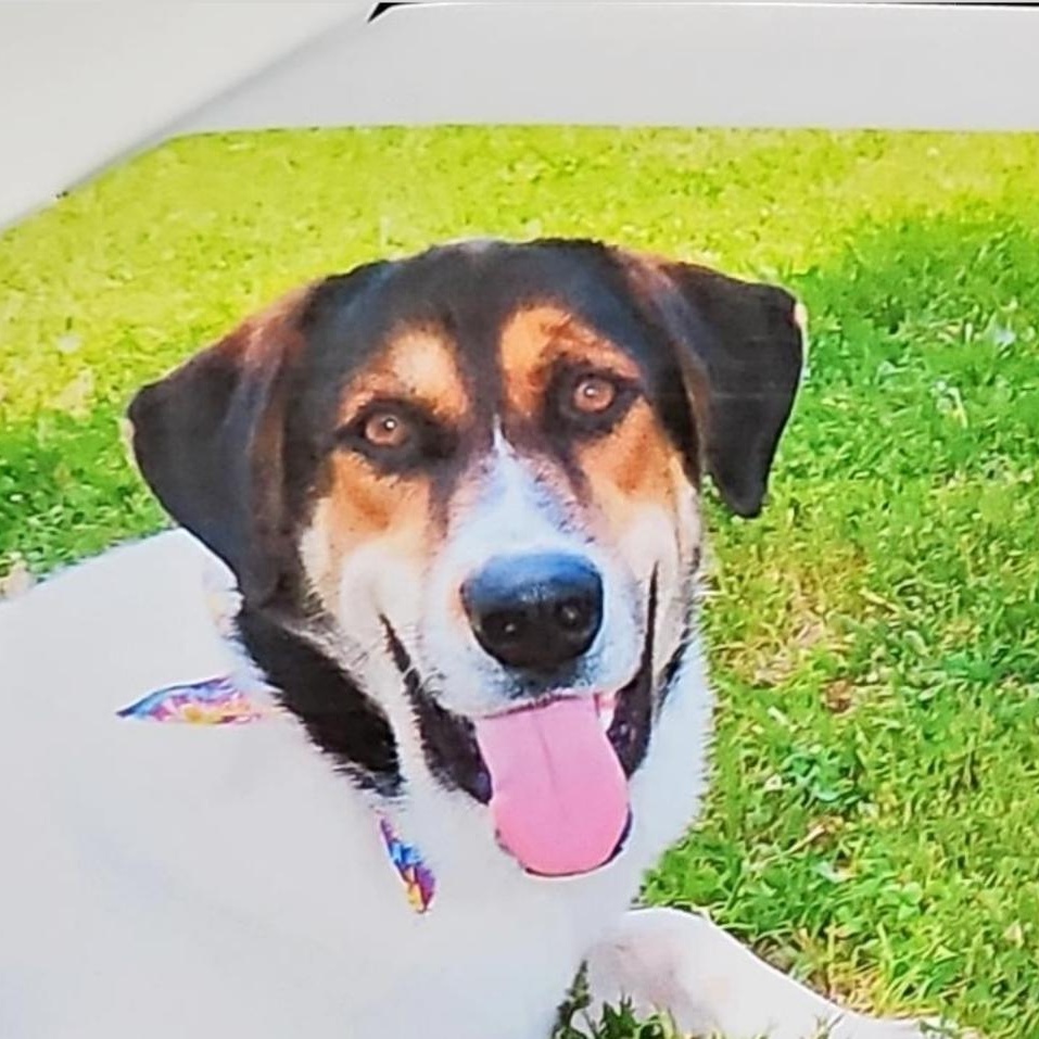 Harper , ADOPTABLE, Young Male Collie.