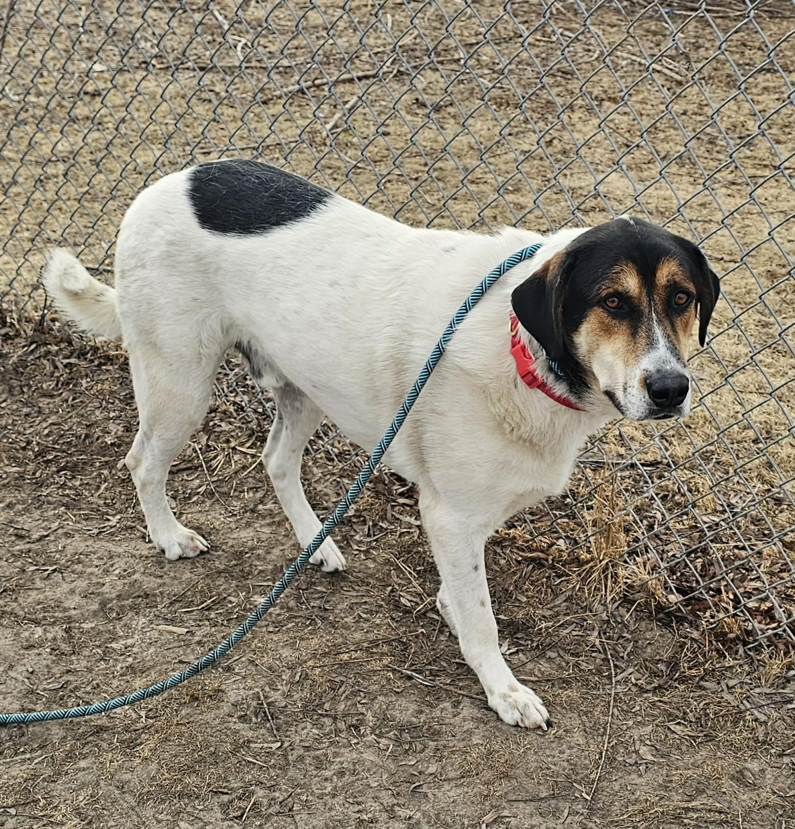 Harper , a ADOPTABLE mixed breed in Plainfield, IL image 3/6