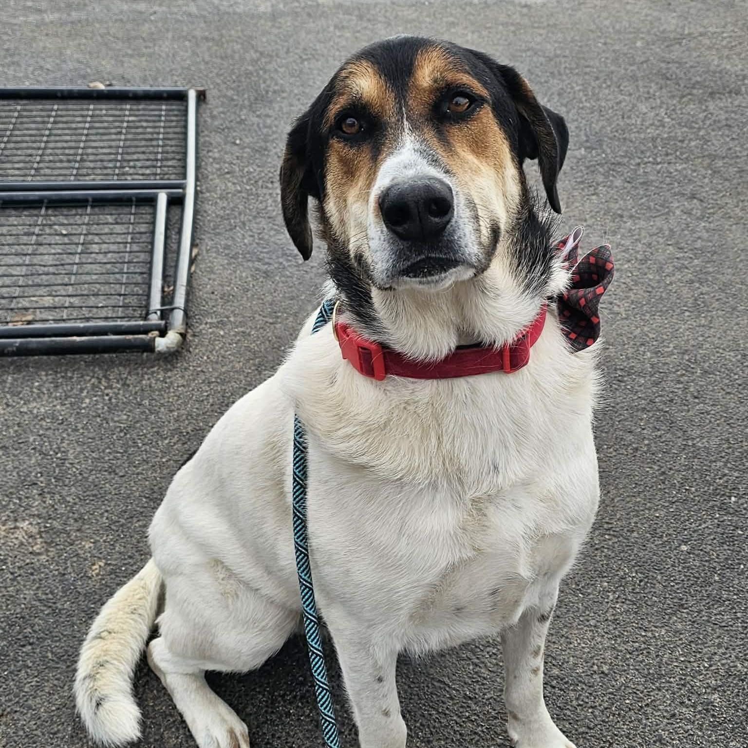 Harper , a ADOPTABLE mixed breed in Plainfield, IL image 2/6