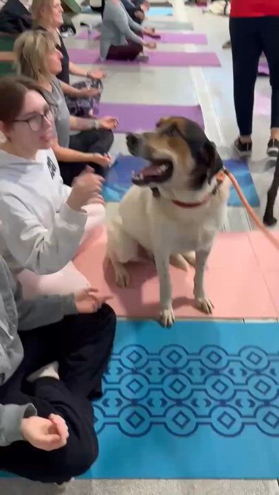 Enlarge Harper , a ADOPTABLE mixed breed in Plainfield, IL video 6/6