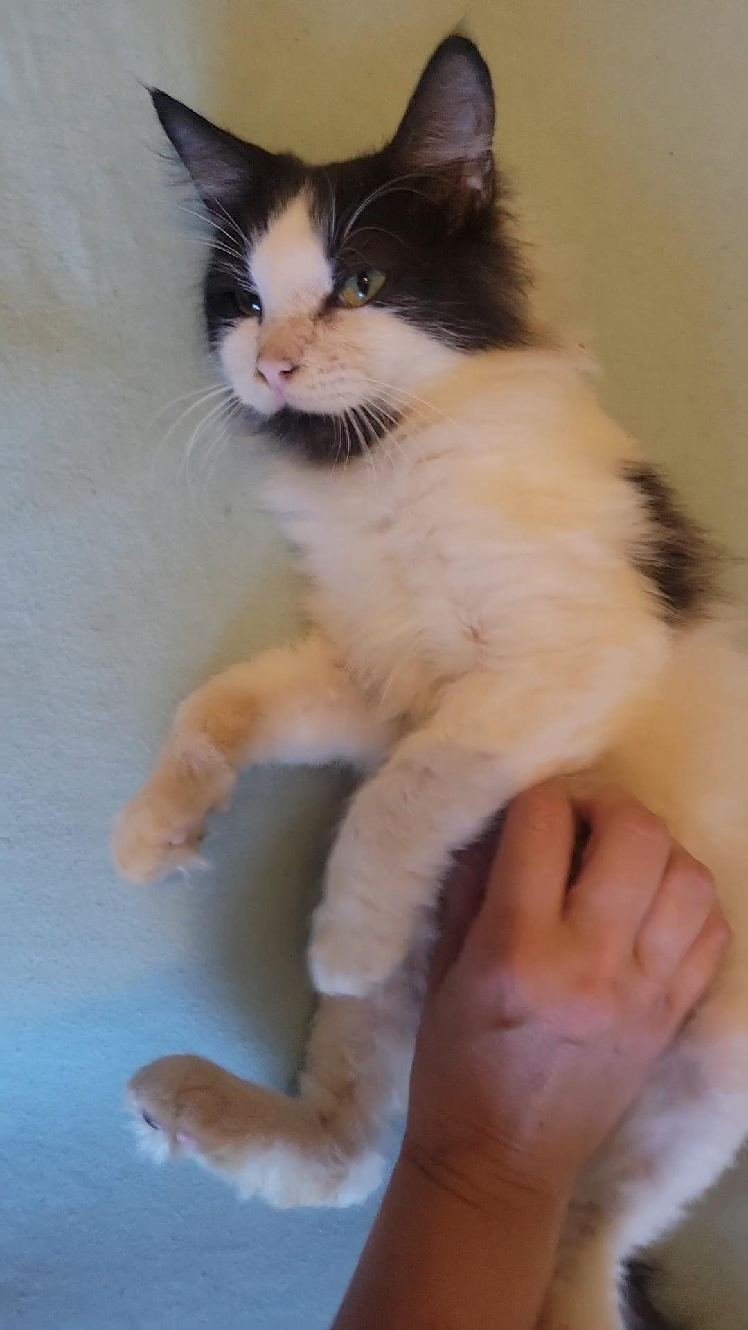 Princess & Fuzz, a Adoptable Domestic Long Hair in Palm Bay, FL image 3/6