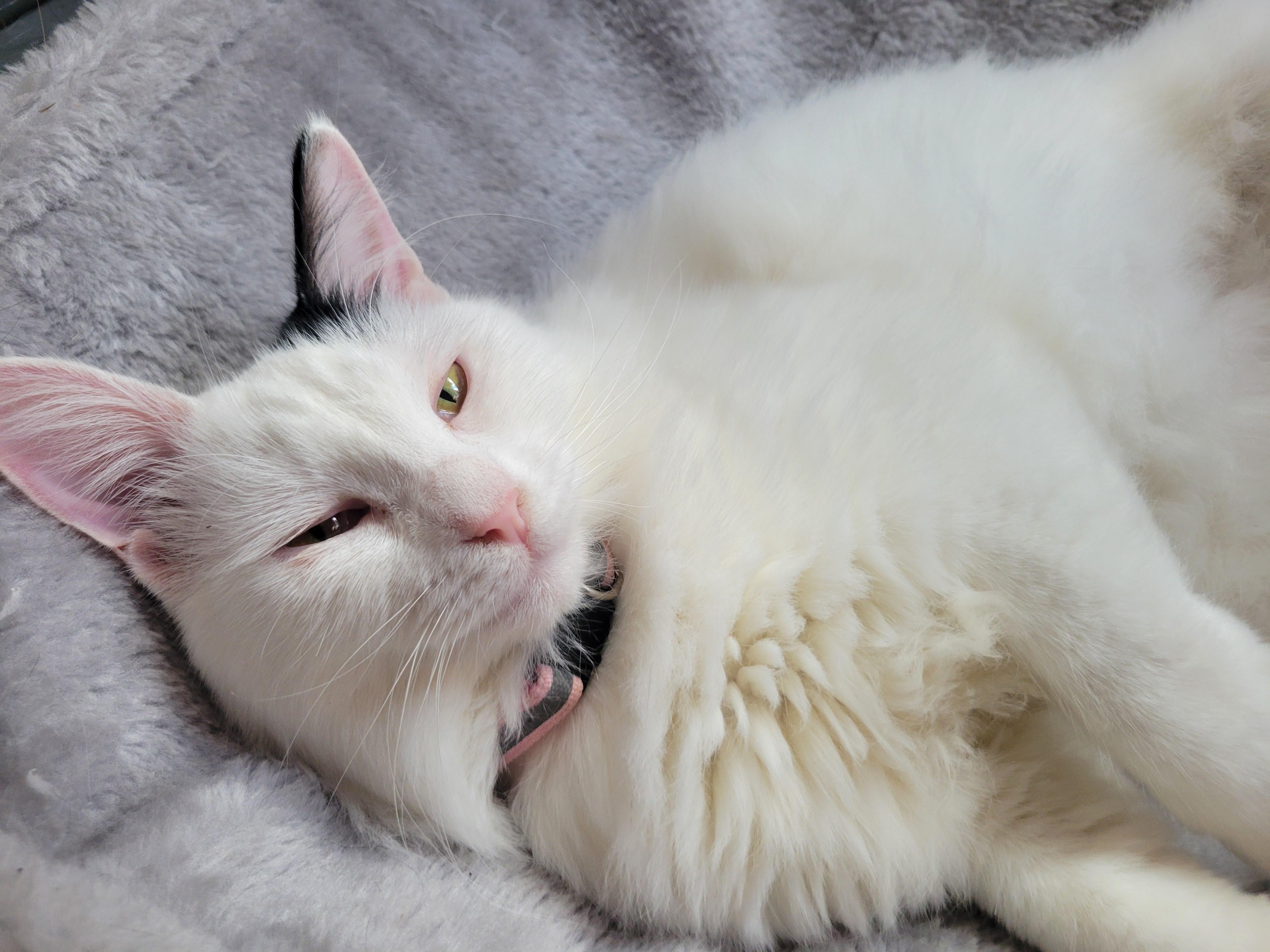 Enlarge Princess & Fuzz, a Adoptable Domestic Long Hair in Palm Bay, FL image 2/5