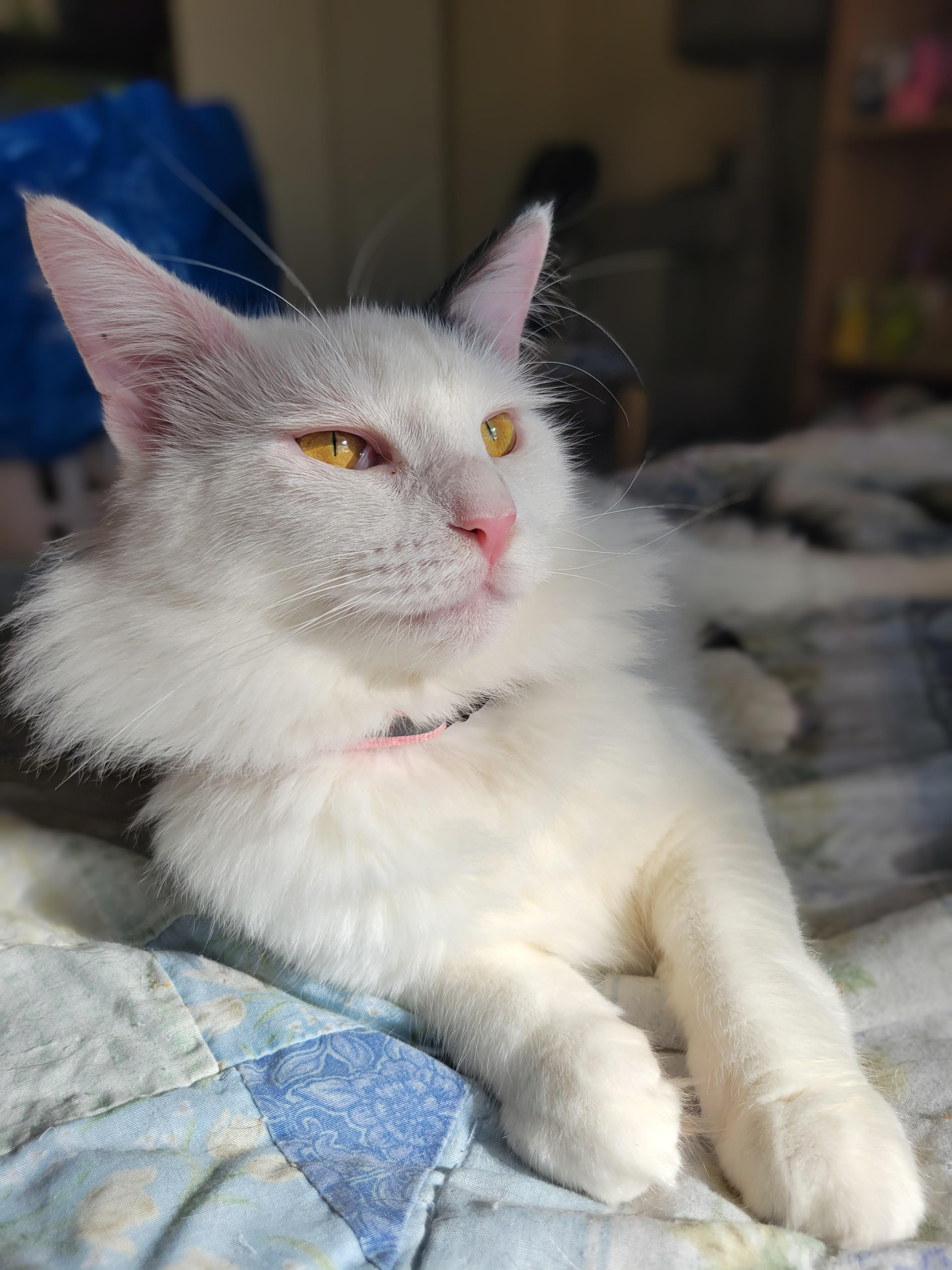Enlarge Princess & Fuzz, a Adoptable Domestic Long Hair in Palm Bay, FL image 3/5