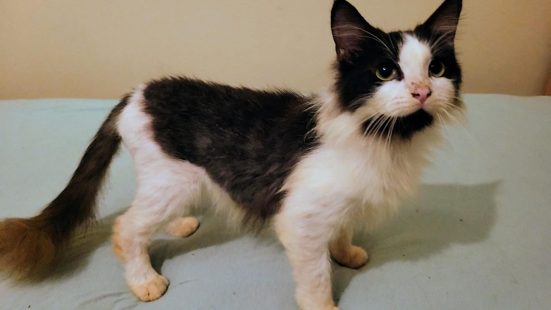 Princess & Fuzz, a Adoptable Domestic Long Hair in Palm Bay, FL image 4/6