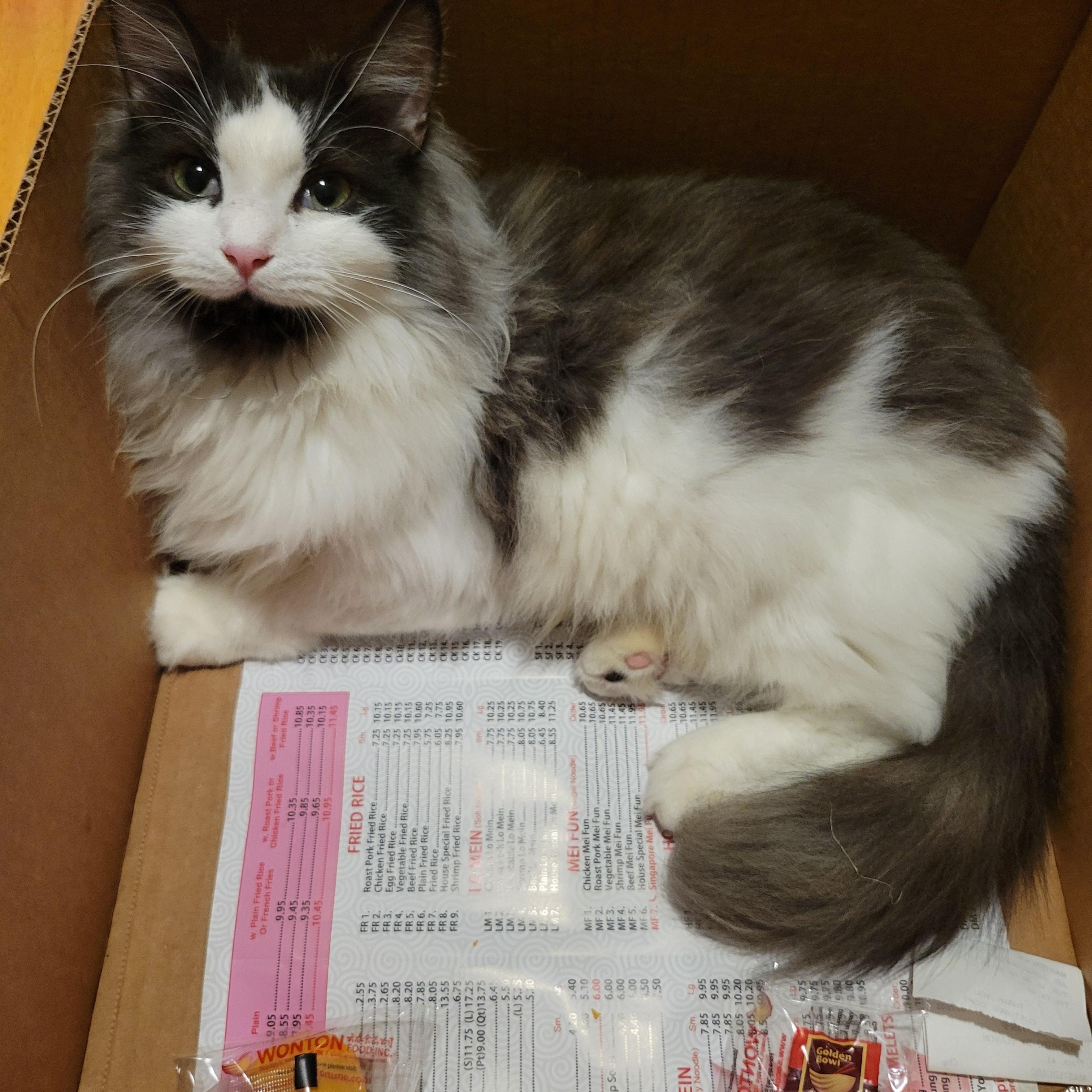 Enlarge Princess & Fuzz, a Adoptable Domestic Long Hair in Palm Bay, FL image 4/5