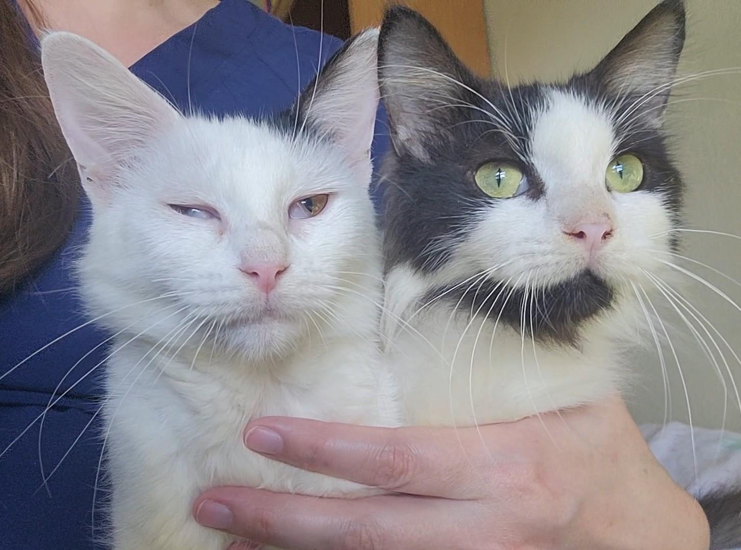 Princess & Fuzz, a Adoptable Domestic Long Hair in Palm Bay, FL image 1/6