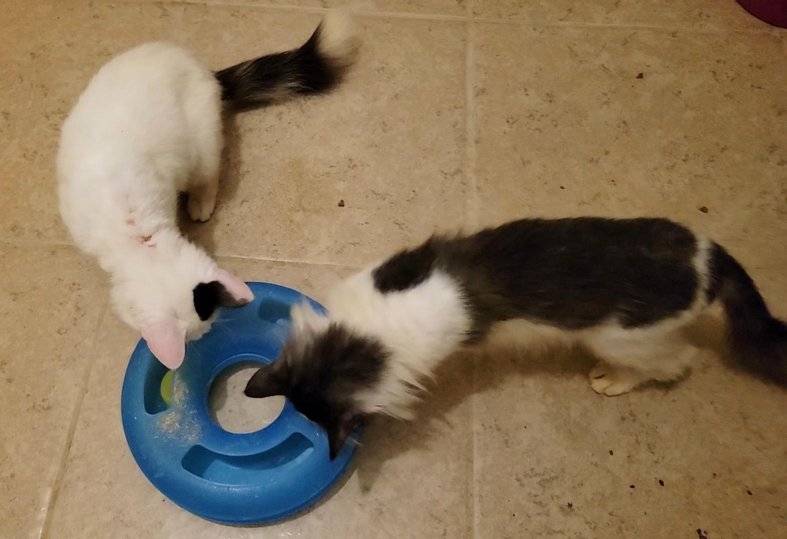 Princess & Fuzz, a Adoptable Domestic Long Hair in Palm Bay, FL image 5/6