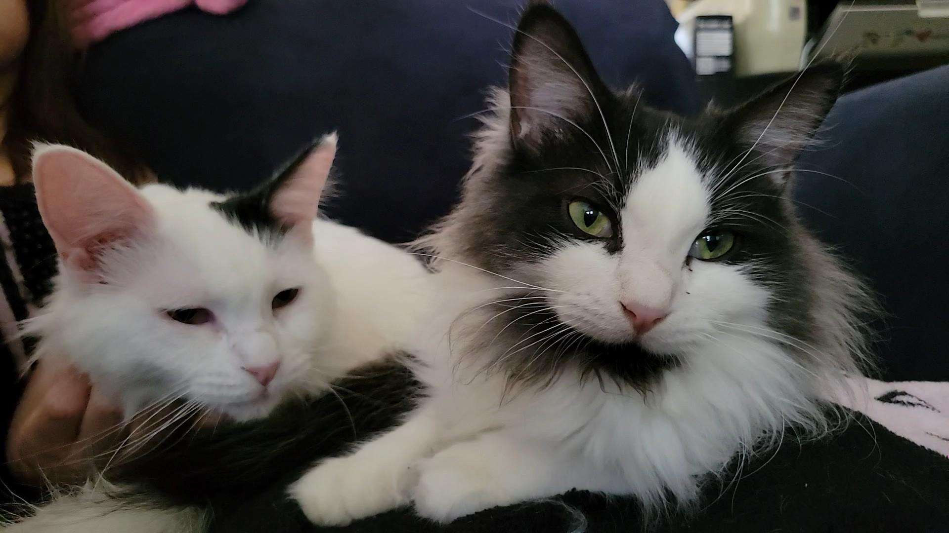 Princess & Fuzz, Adoptable, Young Male Domestic Long Hair.