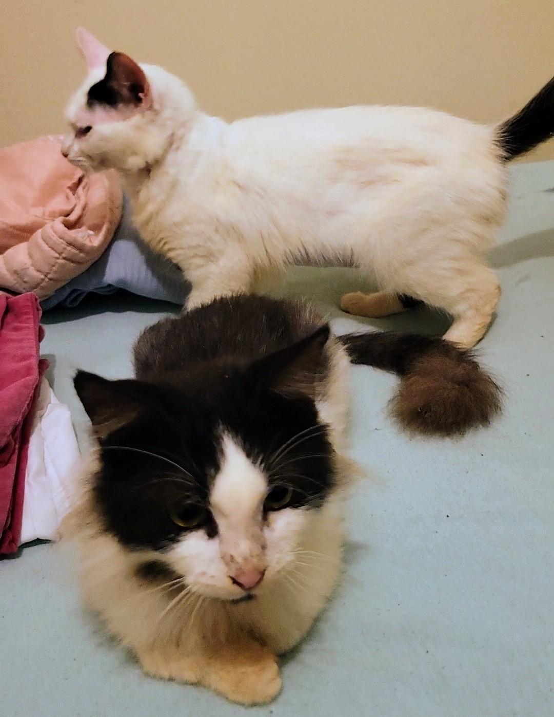 Princess & Fuzz, a Adoptable Domestic Long Hair in Palm Bay, FL image 6/6