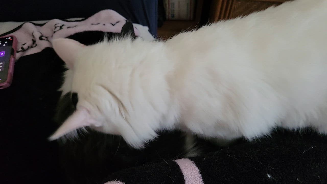 Enlarge Princess & Fuzz, a Adoptable Domestic Long Hair in Palm Bay, FL video 5/5