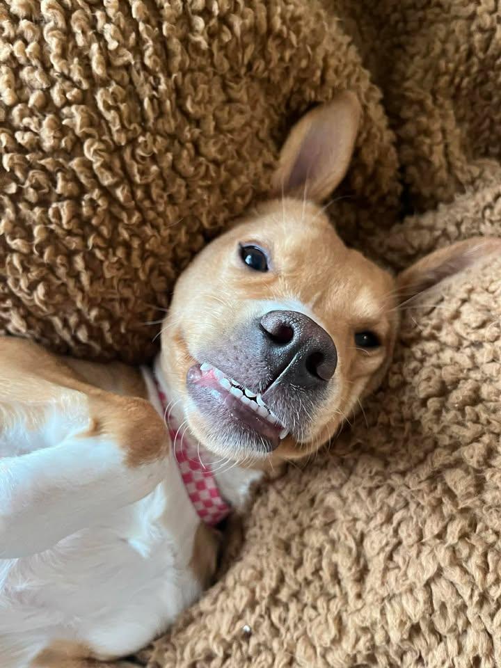 Enlarge Private Adoption - Daisy, a ADOPTABLE mixed breed in St Stephen, NB image 3/4